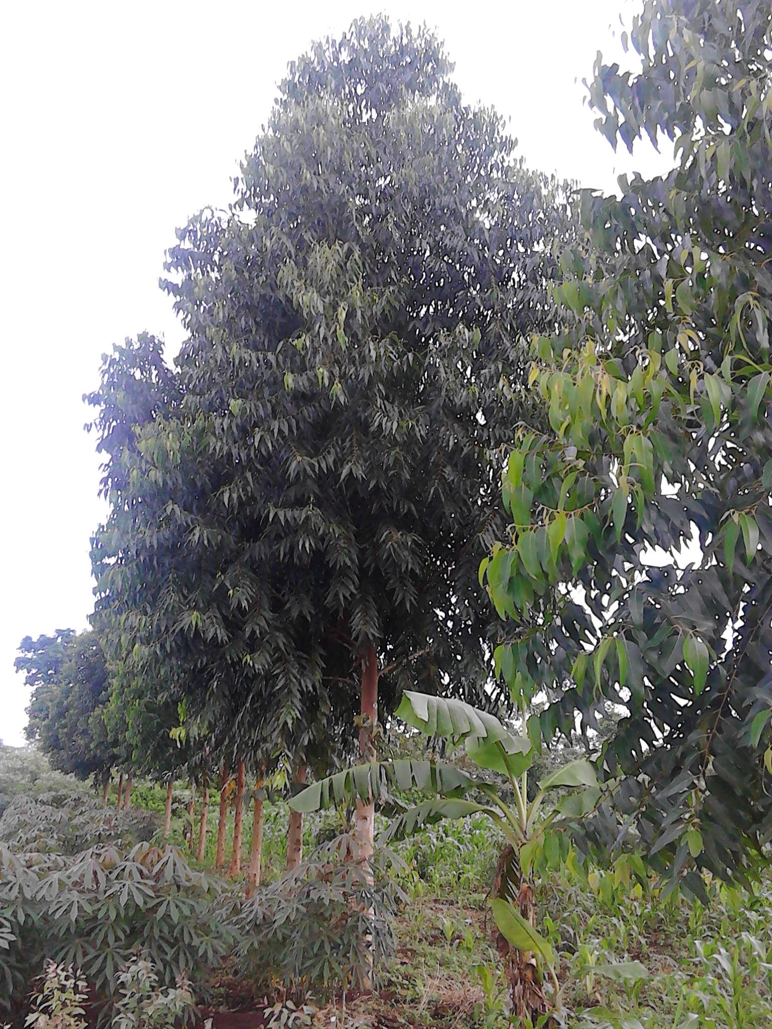 Clonal Eucalyptus Growing In Uganda  Greening Uganda  Hass ...